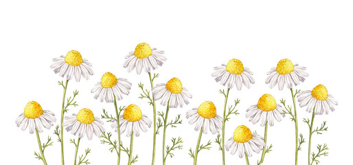 wild chamomile, field flowers, watercolor drawing plants at white background, floral elements, hand drawn botanical illustration