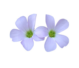 Purple shamrock or Love plant or Oxalis flowers. Closeuo small blue-purple flower bouquet isolated on transparent . The side of exotic flowers.	