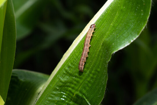 In the maize field, the armyworm attack the maize leaves, causing damage to the maize leaves, causing major losses to the maize itself.