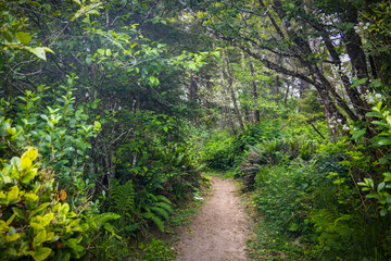 Scenic walking trail through lush green rainforest in Oregon state.