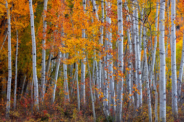Tall colorful autumn trees in Utah countryside .