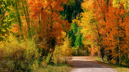 Bright autumn trees along scenic walking trail in Wasatch Cache national forest, Utah.