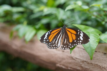 Butterfly clutch leaf in wild