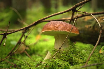 Wild Boletus mushroom growing in a forest