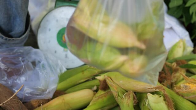 an Indonesian woman's hand is selecting and comparing corn at traditional market in Tarakan, Indonesia.