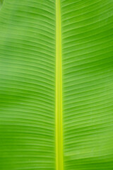 Banana Leaf isolated on white background