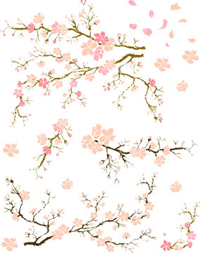 Free hand Sakura flower vector set, Beautiful line art Peach blossom isolate on white background.Cherry blossom illustration set.Element for weding card or printing on backdrop. 
