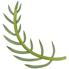 A green leaf isolated on transparent background 