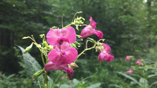 Pink Impatiens Glandulifera (Himalayan Balsam or touch-me-not) flower in forest with a bee flying
