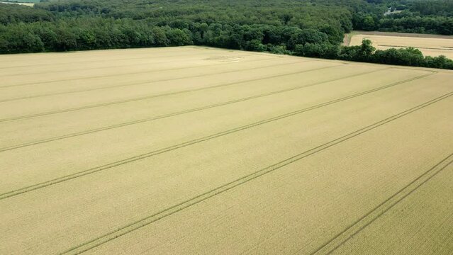 Establishing aerial view towards strange waveform crop square on Micheldever golden wheat field, 2023, Hampshire