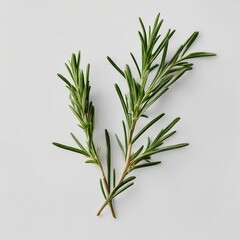 Fresh organic green rosemary leaves, naturally grown, set against a clean white background. The image highlights the healthful herb and seasoning 