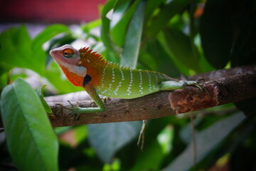 iguana on a tree