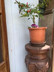 Fototapeta na wymiar Sinningia speciosa and Capsicum annuum 'Facing Heaven' in a potted plant