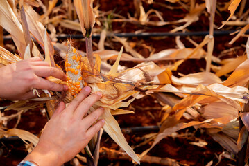 View of the farmer's hand delicately peeling dry corn in the cornfield showcases the culmination of the harvest season and the bountiful results of the farmer's labor.