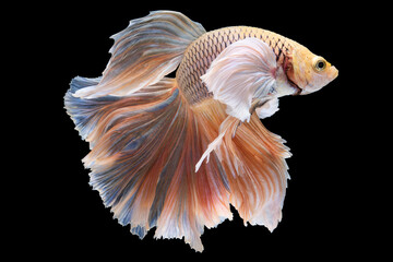 Beautiful orange betta fish shines against the stark black background, exuding a mesmerizing.