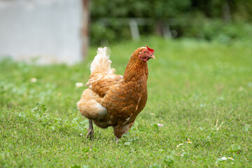 A red chicken walks along a green lawn and looks for food in the grass