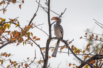 Yellow billed hornbill © Gabriele