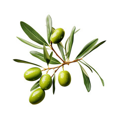 green olives with leaves on branch