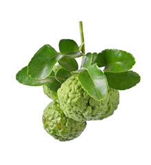 Bunch of bergamot or kaffir lime fruit with leaf on white background
