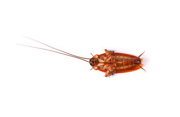 Dead cockroach isolated on white background. Top view