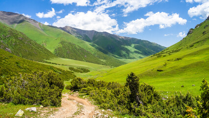 beautiful green mountain gorge. green summer mountains