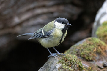 Kohlmeise (Parus major)