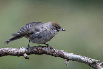 Mönchsgrasmücke (Sylvia atricapilla)