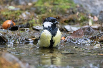 Kohlmeise (Parus major)