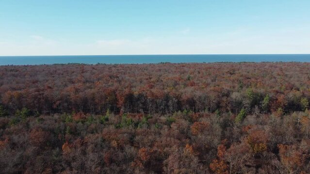 Tranquil forest in vibrant fall colors, vast ocean backdrop. Aerial flyover