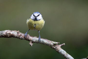 Obraz premium Blaumeise&nbsp;(Cyanistes caeruleu)