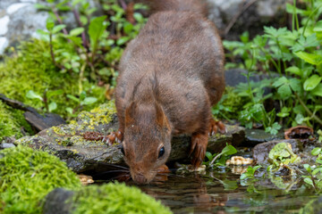 Eichhörnchen (Sciurus vulgaris)