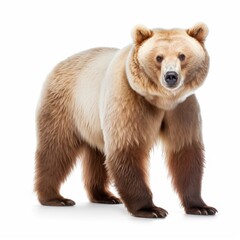 Majestic Brown Bear: Powerful Grizzly in its Natural Habitat on a White Background