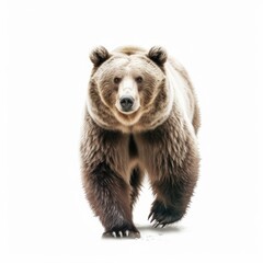 Fototapeta premium Wild Beauty: Captivating Brown Bear Roaming Freely in a White Background Setting