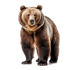 Fototapeta premium Majestic Brown Bear: Powerful Grizzly in its Natural Habitat on a White Background