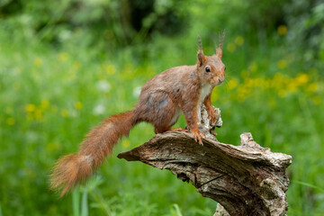 Eichhörnchen (Sciurus vulgaris)