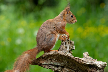 Eichhörnchen (Sciurus vulgaris)