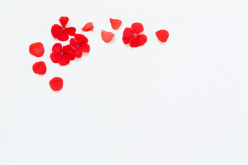frame of red geranium on white background