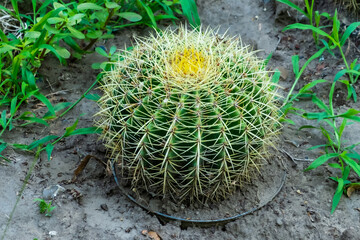 big round cactus in the desert close up