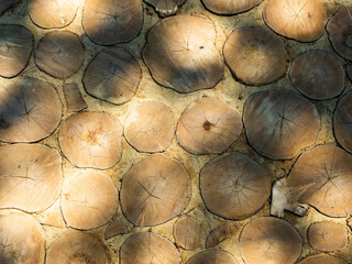 creative idea for the background. round slices of wood close-up