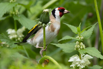 Stieglitz (Carduelis carduelis)