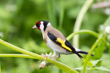 Stieglitz (Carduelis carduelis)