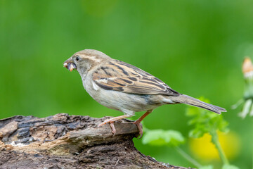 Haussperling (Passer domesticus)