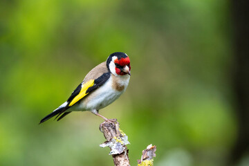 Stieglitz (Carduelis carduelis)