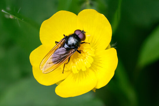Wei&szlig;fu&szlig;-Erzschwebfliege (Cheilosia albitarsis)
