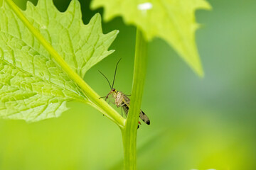 Gemeinen ,Skorpionsfliege, Panorpa communis
