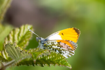 Aurorafalter (Anthocharis cardamines)