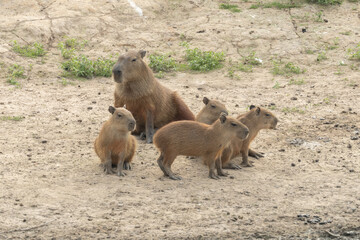 capybara Hydrochoerus hydrochaeris with young Venezuela.
