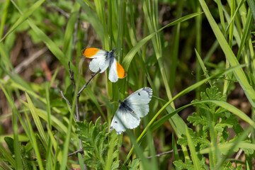 Aurorafalter (Anthocharis cardamines)