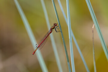 Frühe Adonislibelle (Pyrrhosoma nymphula)