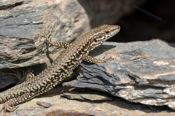 Mauereidechse (Podarcis muralis)